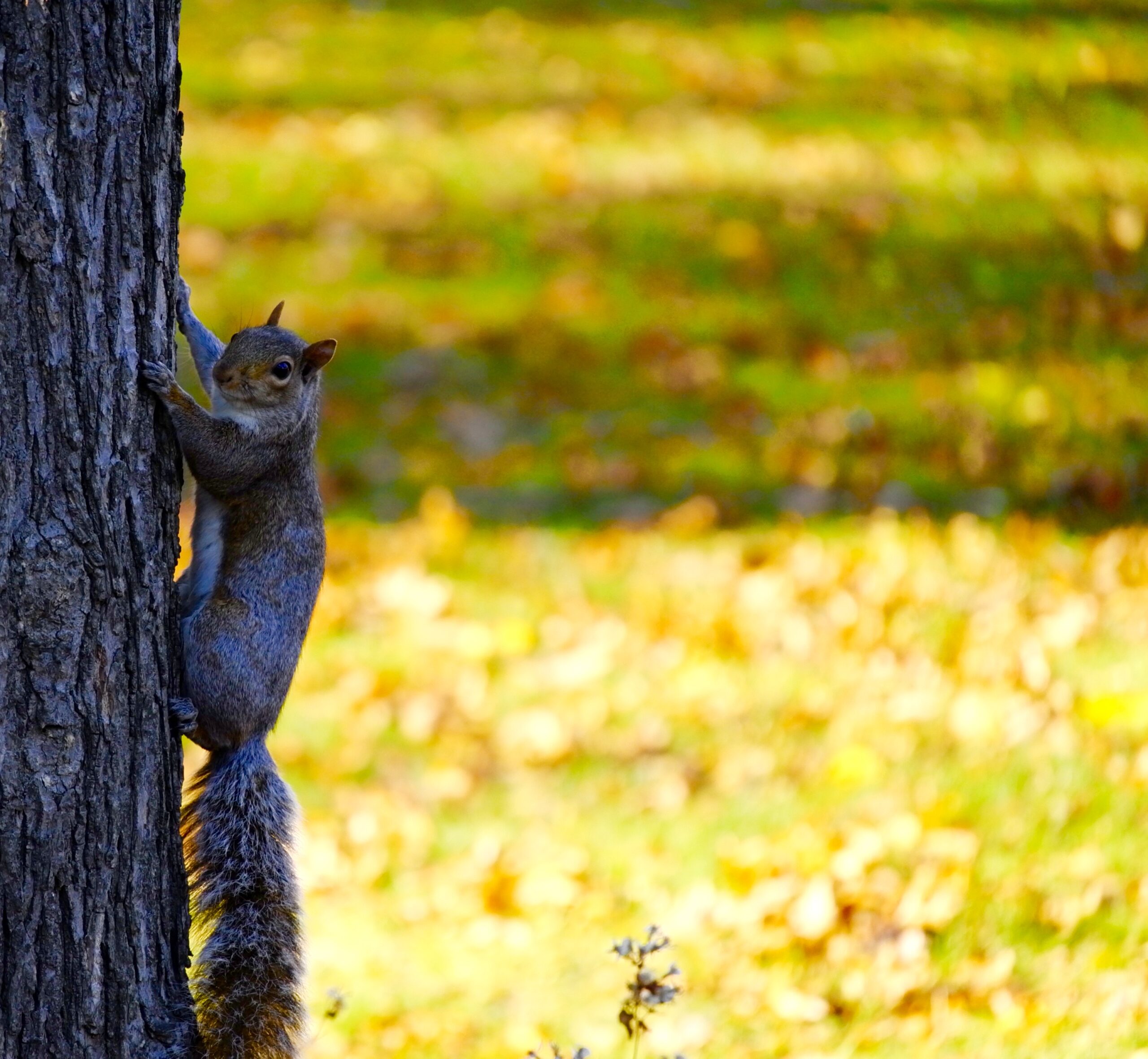 A squirrel climbing a tree. The late afternoon sun is showing the autumnal colours in the background